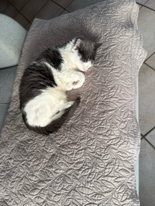 Photo de galerie - Nala (à mon domicile) 