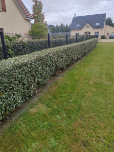Photo de galerie - Taille de haies et d'arbustes