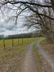 Photo de galerie - Installation poteaux acacias + rubans électrifiés pour création paddocks à chevaux sur 2 hectares.