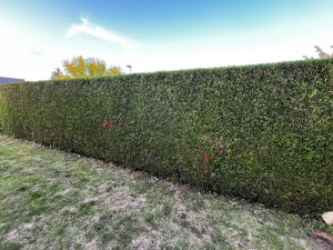 Photo de galerie - Taille de haie à Luynes