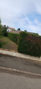 Photo de galerie - Taille de haies 