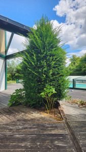 Photo de galerie - Taille de haies et d'arbustes