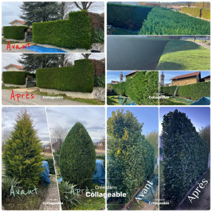 Photo de galerie - Taille de haies 