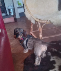 Photo de galerie - Dogsitting 