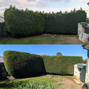 Photo de galerie - Taille de haie avec évacuation des déchets 