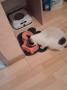 Photo de galerie - UNE SEMAINE DE PARTAGE DE CALINS AVEC CETTE PETITE CHATTE DANS LE TARN 