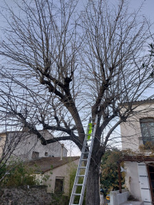 Photo de galerie - Elagage et coupe d'arbres