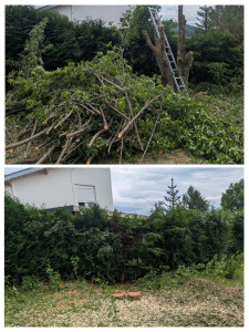 Photo de galerie - Abattage et broyage chez un client 