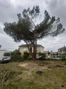 Photo de galerie - Elagage et coupe d'arbres