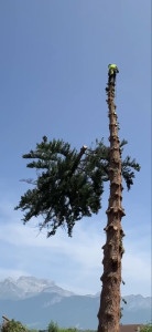 Photo de galerie - Démontage d’un sapin 