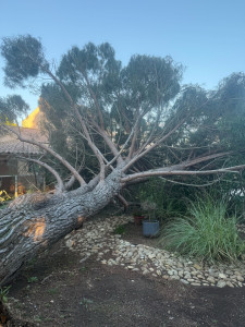 Photo de galerie - Elagage et coupe d'arbres