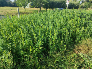 Photo de galerie - Avant