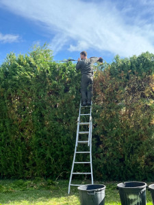 Photo de galerie - Taille de haies 