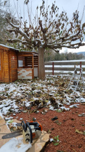 Photo de galerie - Taille d’arbuste 