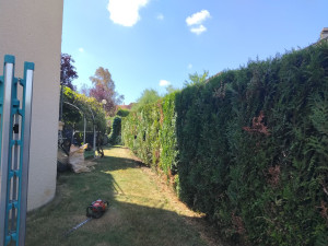 Photo de galerie - Tondage de pelouses taillage de haie 