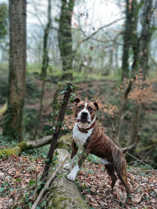 Photo de galerie - Garde chien