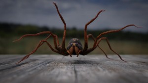 Photo de galerie - Création 3D d'une araignée loup