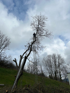 Photo de galerie - Elagage et coupe d'arbres