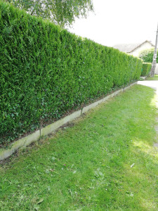 Photo de galerie - Taille de haies et d'arbustes