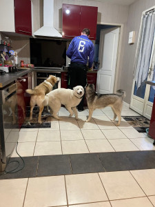 Photo de galerie - Gardiennage de 3 chiens a Marval