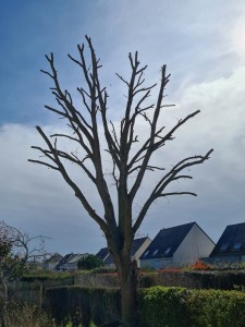 Photo de galerie - Élagage après 