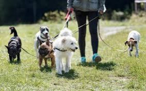 Photo de galerie - Garde animaux