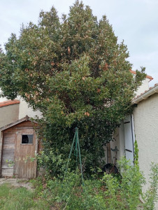 Photo de galerie - Elagage et coupe d'arbres