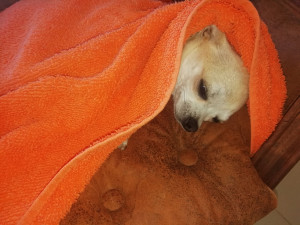 Photo de galerie - Garde chien