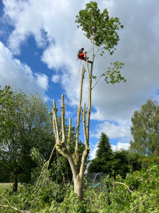 Photo de galerie - Abattage 