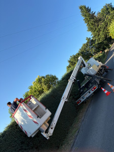 Photo de galerie - Taille de haie avec nacelle, déchets verts en bien été évacué, Clian satisfait encore une fois