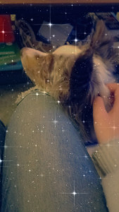 Photo de galerie - Garde chien
