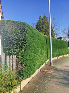 Photo de galerie - Après le taillage de la haie