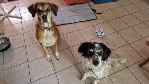 Photo de galerie - Kayleen et Nougat sont trop mignons :)
