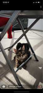Photo de galerie - Garde chat