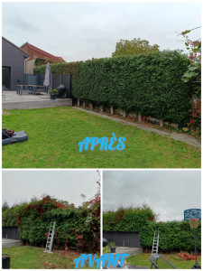 Photo de galerie - Rabattage et taille de haie ( secteur Marly )