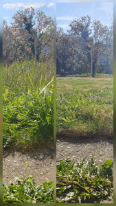 Photo de galerie - Tonte