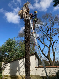Photo de galerie - Élagage au centre-ville de Bordeaux 