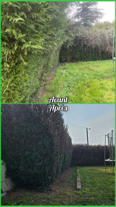 Photo de galerie - Descente et taille de haies + évacuation des déchets verts