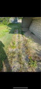 Photo de galerie - Désherbage avant 