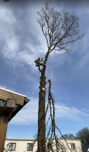 Photo de galerie - élagage 
