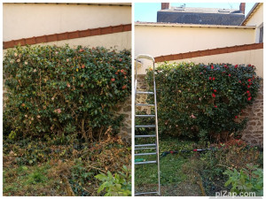 Photo de galerie - Entretiens d'un grand arbustes 
avant/après 
( Qualité d'image pas très bonne! ) 