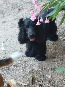 Photo de galerie - Garde chien