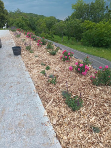 Photo de galerie - Desherbage puis paillage