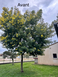 Photo de galerie - Taille de haies et d'arbustes