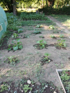 Photo de galerie - Potager