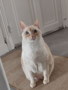 Photo de galerie - Visites chats 