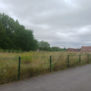 Photo de galerie - Tonte de pelouse - Débroussaillage