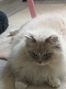 Photo de galerie - Garde à mon domicile 