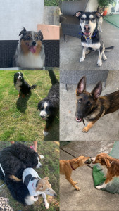 Photo de galerie - Multiples chiens que j’ai gardé 