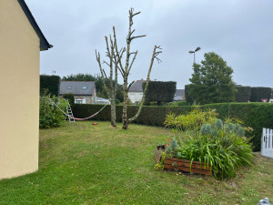 Photo de galerie - Elagage et coupe d'arbres